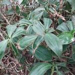 Tradescantia zanonia List