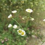 Erigeron strigosusFlower