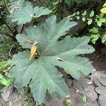 Gunnera tinctoriaΦύλλο