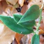 Sarcococca ruscifolia Blad