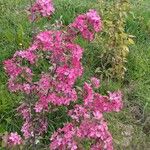 Malus × floribunda Цветок