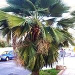 Washingtonia robusta Lapas