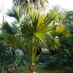 Sabal palmetto 形態