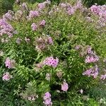 Phlox paniculata ശീലം