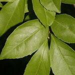 Casearia aculeata Leaf