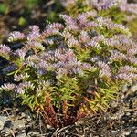 Sedum pulchellum Vekstform