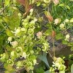 Silene baccifera Blomma