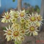 Sempervivum grandiflorum 花