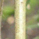 Dombeya punctata Corteza