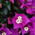 Bougainvillea glabraFlower