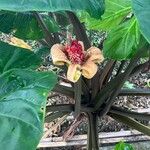 Alocasia macrorrhizos Кветка