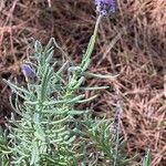 Lavandula dentata Habit