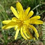 Gelasia hirsuta Flower