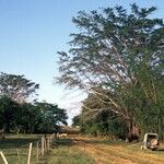 Ficus virens Blad