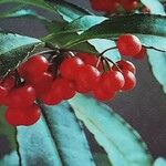 Ardisia crenata ഫലം