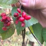 Viburnum dilatatum Frutto