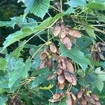 Acer pseudoplatanus Fruit