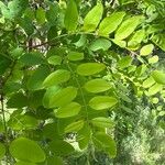 Acacia acanthaster Leaf