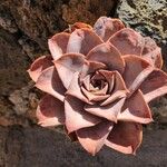 Aeonium valverdense 葉