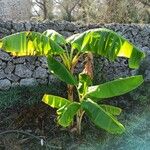 Musa acuminata Feuille