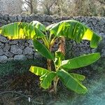 Musa acuminata Blad