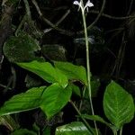 Ischnosiphon elegans Other