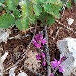 Polygala nicaeensis Fruit