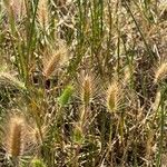 Hordeum marinum फल