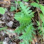 Cirsium tuberosum Blatt