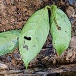Neea floribunda Leaf