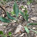 Bupleurum rigidum Leaf