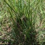 Juncus subnodulosus Blatt