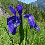 Iris latifolia Květ