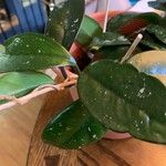 Hoya carnosaLeht