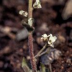 Draba incana Blüte