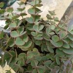 Sedum sieboldii Hoja
