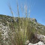 Stipa juncea Costuma