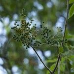 Cipadessa baccifera Fruit