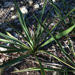 Yucca rupicola Habit