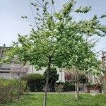 Prunus padus Habitat