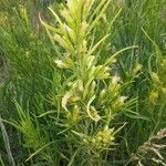 Senecio cacaliaster फूल