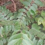 Clausena anisata Blatt