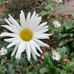 Leucanthemum maximumFlower