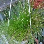 Isolepis cernua Yaprak