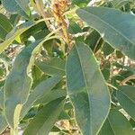 Photinia serratifolia Leaf