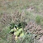 Salvia aethiopis Habit