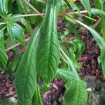 Impatiens auricoma Blad