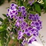 Duranta erectaBlüte