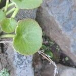 Umbilicus rupestris Leaf