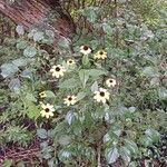 Rudbeckia triloba फूल